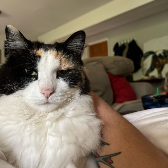 Please Help Me Support This Cat 💗 - Picture 2 of 8